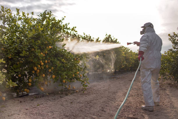Best Spider Control Near Me  in Lame Deer, MT