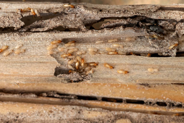 Best Mosquito Control Services  in Lame Deer, MT